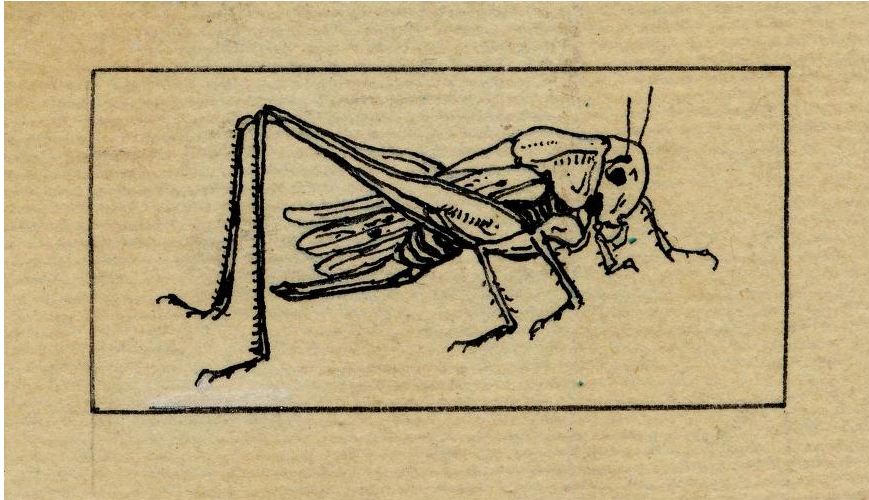 869x500 animal insect grasshopper line drawing vintage printable - Grasshopper Line Drawing