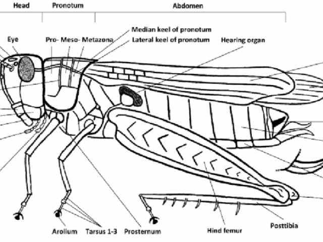 Grasshopper Wings Drawing At Explore Collection Of