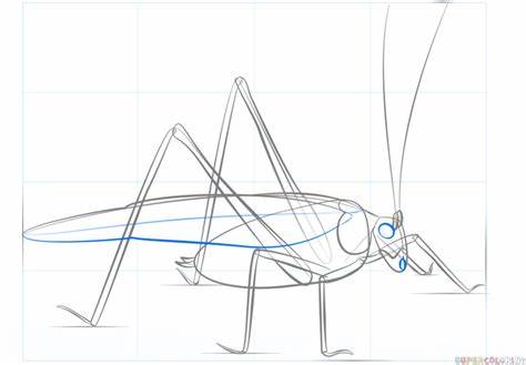 474x329 Grasshopper Wings Drawing Gtgt - Grasshopper Wings Drawing