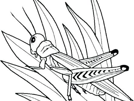 440x330 Grasshopper With Long Leg Coloring - Grasshopper Wings Drawing