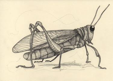 375x268 Grasshopper Doesn't Drawing - Grasshopper Wings Drawing