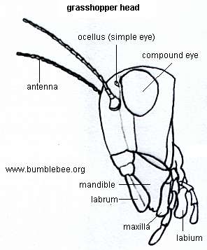 296x357 Grasshoppers - Grasshopper Wings Drawing
