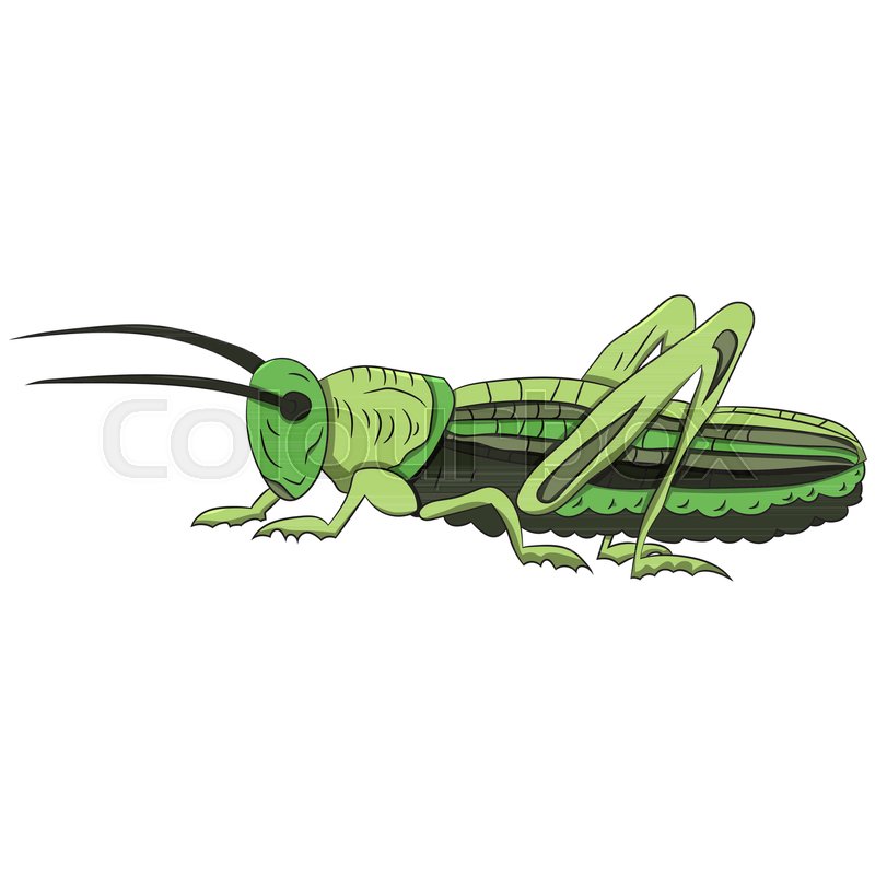 800x800 Green Grasshopper On A White Stock Vector Colourbox - Grasshopper Wings Drawing