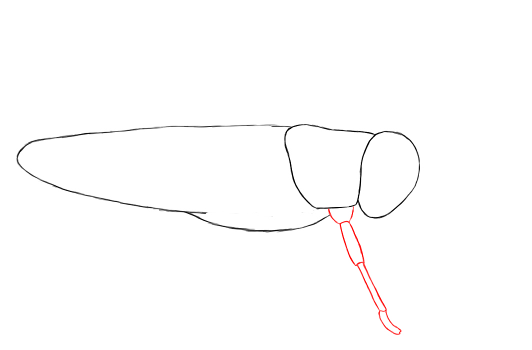 Wings Drawing at Explore collection of