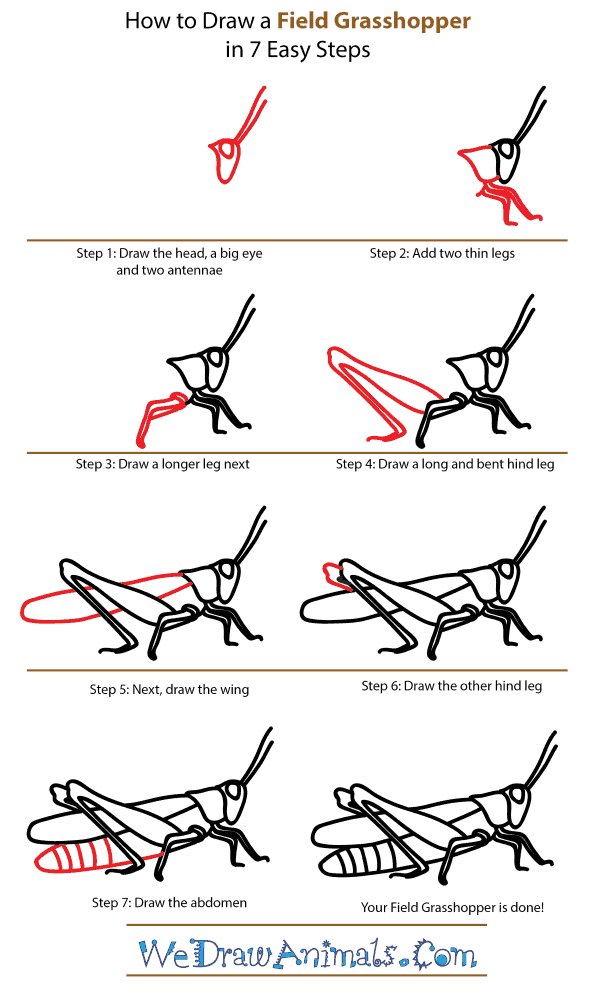 600x997 How To Draw A Field Grasshopper - Grasshopper Wings Drawing