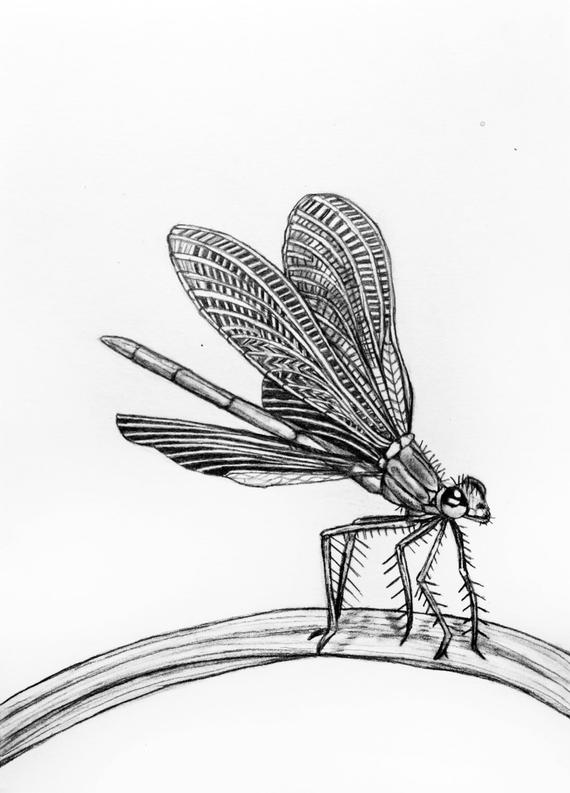 Wings Drawing at Explore collection of