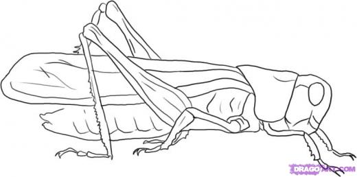 520x258 Step How To Draw A Grasshopper - Grasshopper Wings Drawing