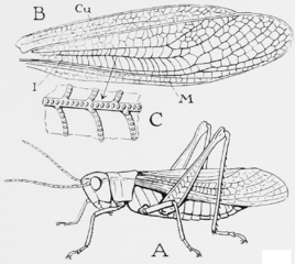 Grasshopper Wings Drawing at PaintingValley.com | Explore collection of ...