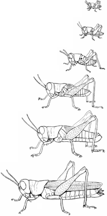 220x442 Wikijuniorbugsgrasshopper - Grasshopper Wings Drawing