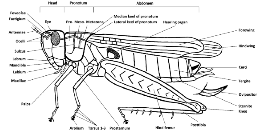 850x437 Grasshopper Drawing External For Free Download - Grasshopper Wings Drawing