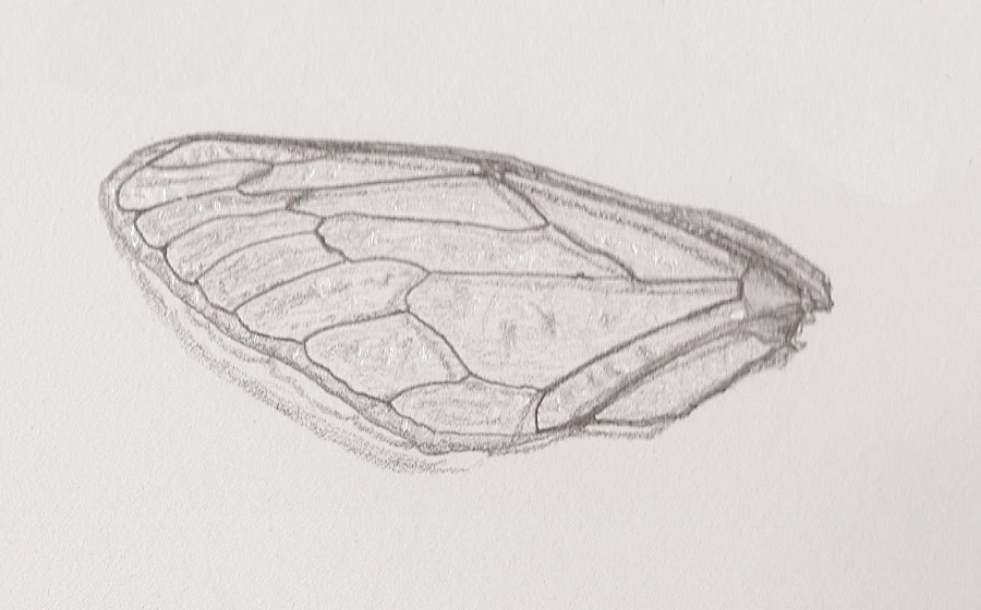 Wings Drawing at Explore collection of