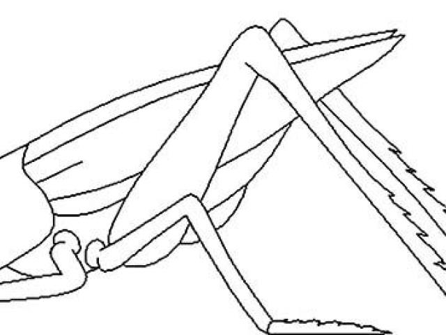 640x480 Free Drawn Grasshopper, Download Free Clip Art - Grasshopper Wings Drawing