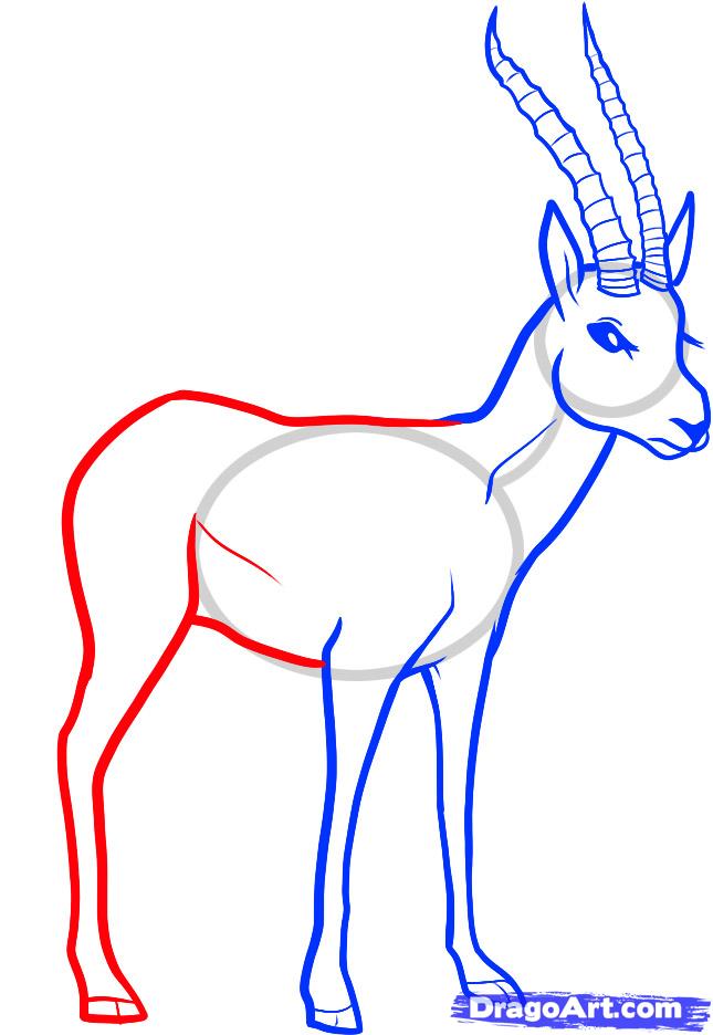 645x936 draw a gazelle, gazelle, step - Grassland Animals Drawing