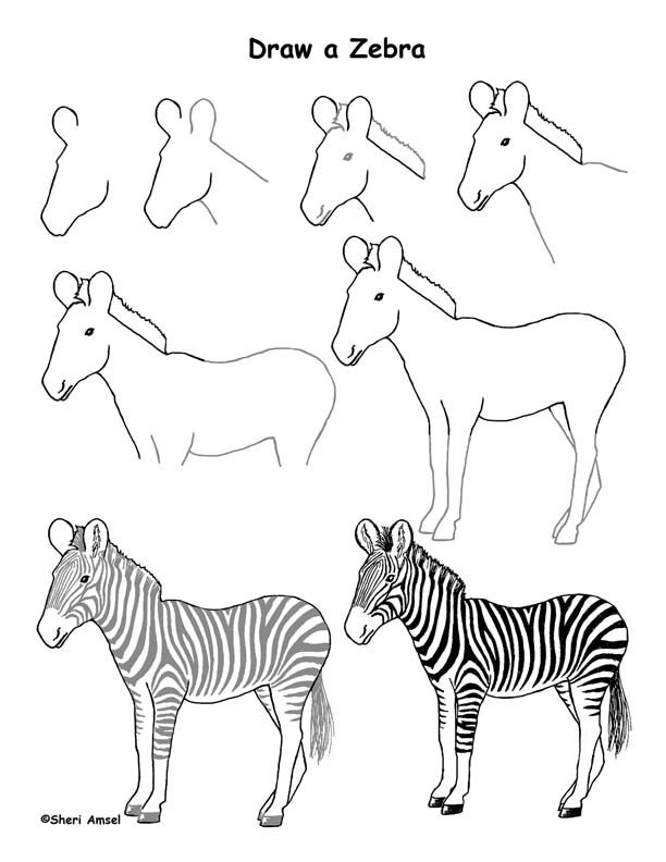 612x792 draw an african grassland animal reference drawings, zebra - Grassland Animals Drawing