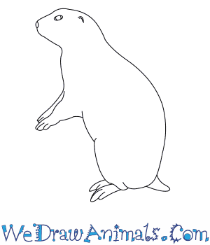 300x350 how to draw a black tailed prairie dog - Grassland Animals Drawing
