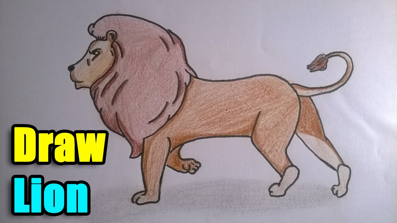 1280x720 how to draw a lion - Grassland Animals Drawing