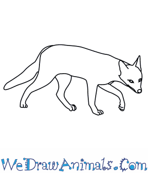 300x350 how to draw an azara's zorro - Grassland Animals Drawing