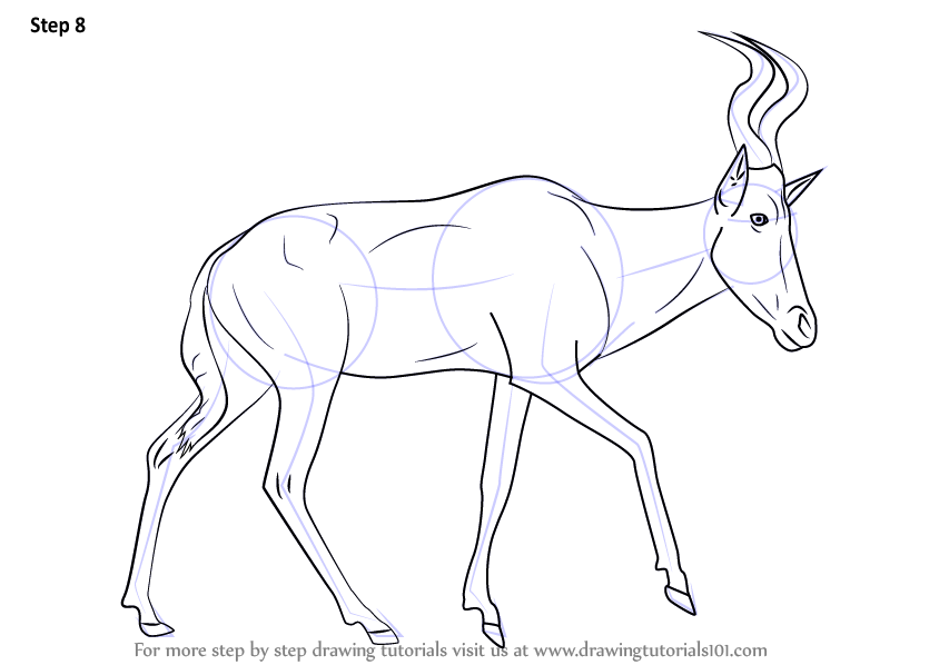 844x598 learn how to draw a hartebeest - Grassland Animals Drawing