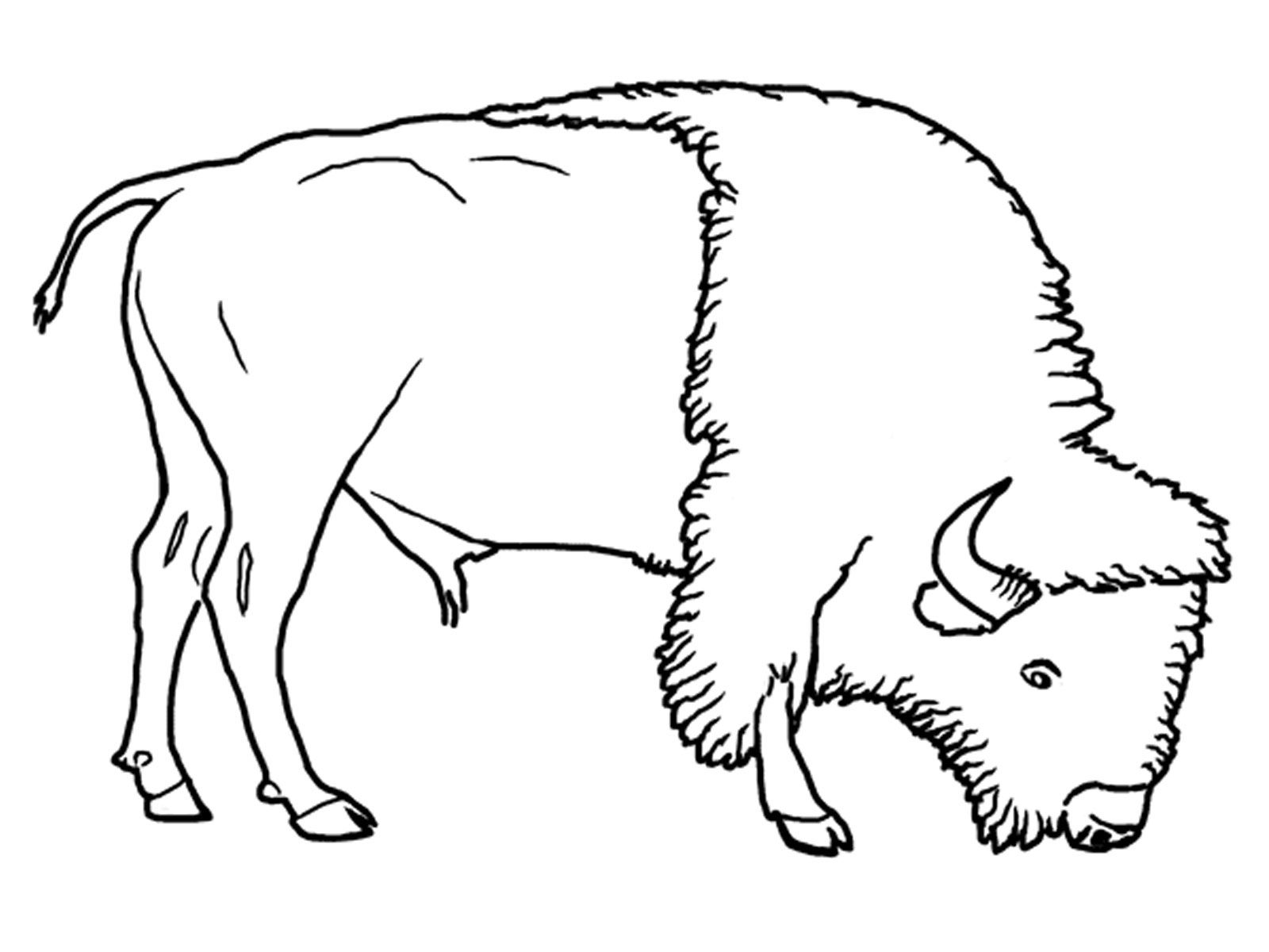 1600x1200 pics of grassland animals coloring pages - Grassland Animals Drawing