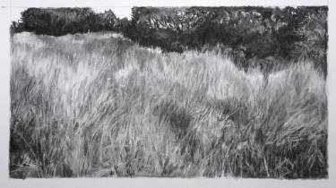 375x210 grassland - Grassland Drawing