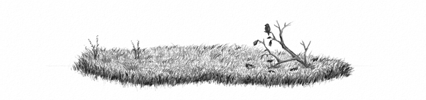 850x201 how to draw grass, ground, and rocks - Grassland Drawing