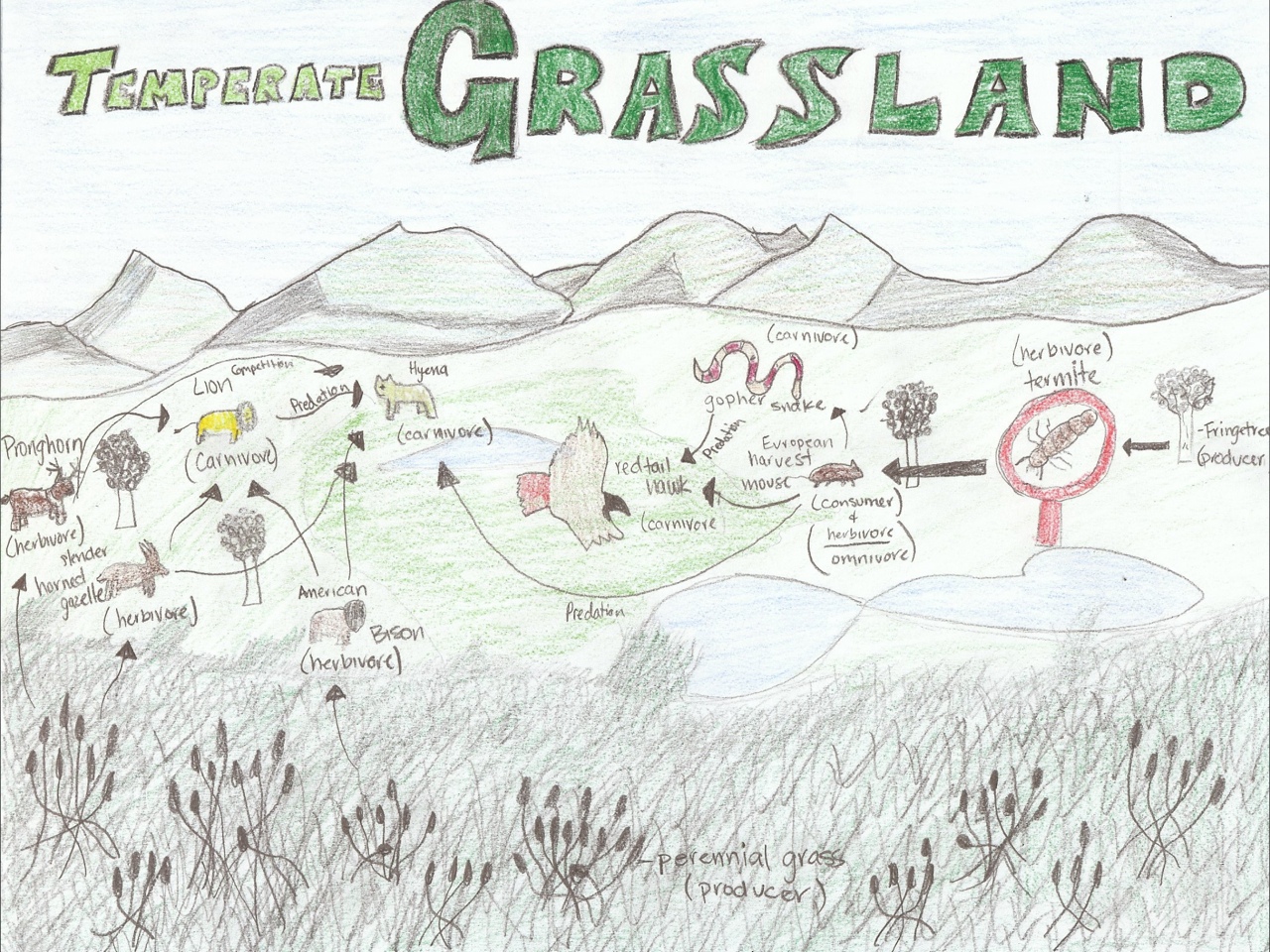 Grassland Drawing at PaintingValley.com | Explore collection of ...