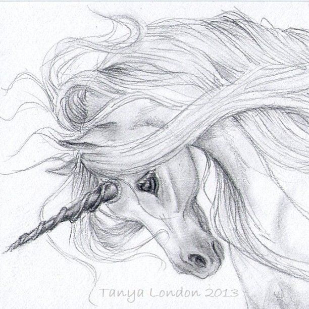 612x612 realistic unicorn drawings unicorn drawing in pencil gray - Gray Drawing