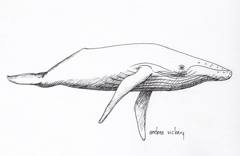 Gray Whale Drawing at Explore collection of Gray