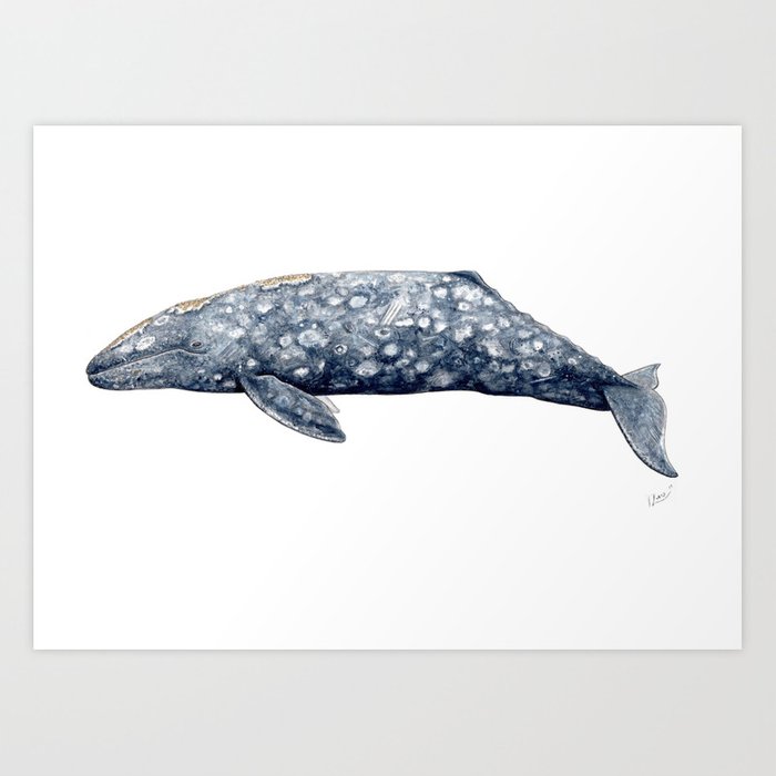 Gray Whale Drawing at Explore collection of Gray