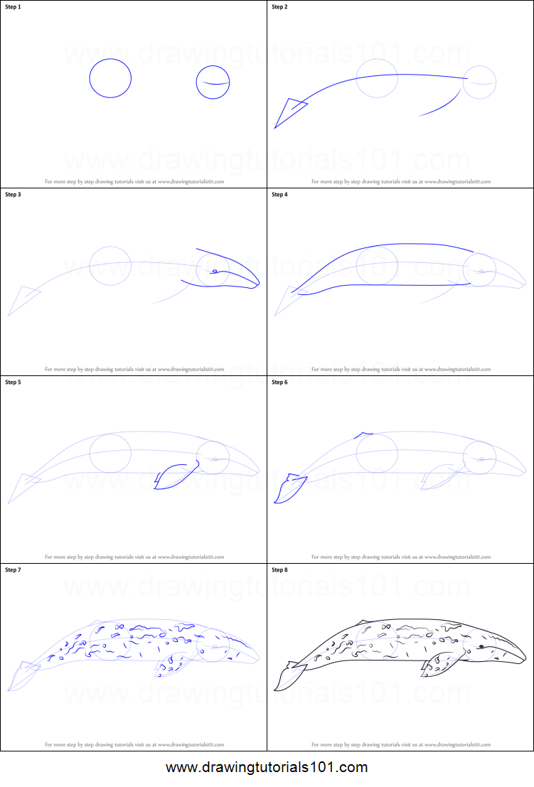 751x1107 how to draw a gray whale printable step - Gray Whale Drawing