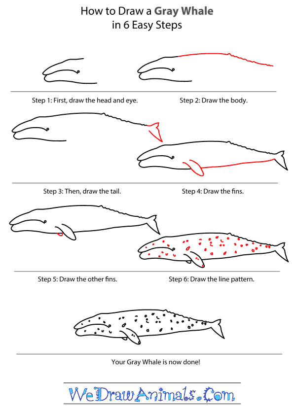 600x834 how to draw a gray whale - Gray Whale Drawing