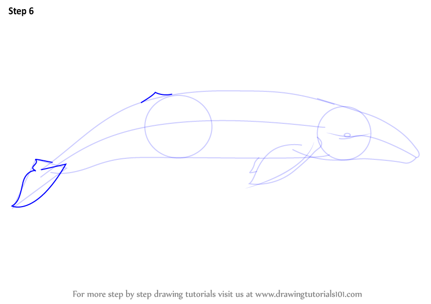 848x599 learn how to draw a gray whale - Gray Whale Drawing