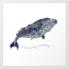 264x264 Whale Painting Art Prints - Gray Whale Drawing
