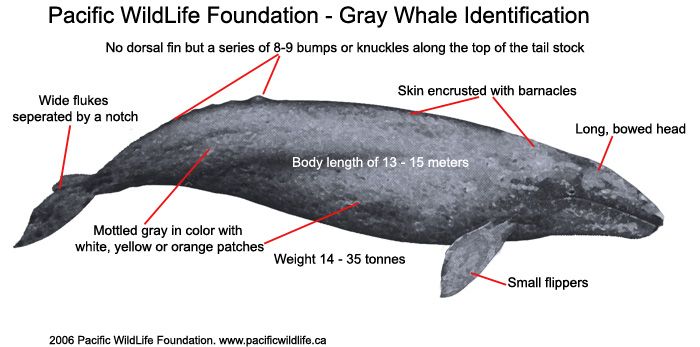 Grey whales often called friendly whales make. Серый кит толщина кожи. Длина и вес серого кита. Серый кит покрыт слизью. Light Gray Whale.