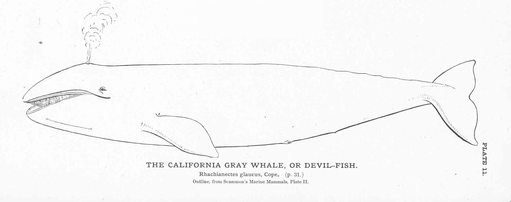 2016x797 filefmib california gray whale, or devil fish - Gray Whale Drawing