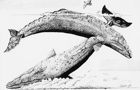 450x290 gray whale photo gallery, alaska department of fish and game - Gray Whale Drawing
