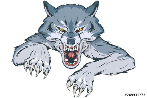 500x334 gray wolf suitable as logo for team mascot, wild wolf drawing - Gray Wolf Drawing