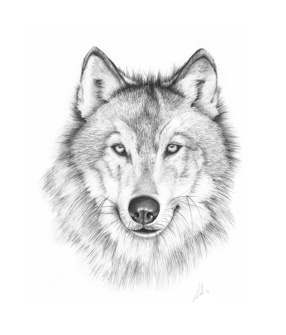 1181x1383 Grey Wolf Face Drawing - Gray Wolf Drawing