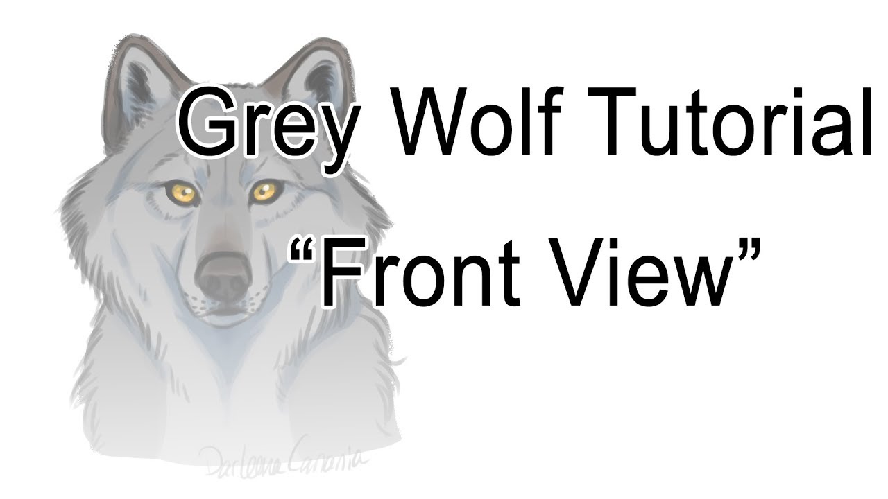 1280x720 How To Draw A Grey Wolf Front View - Gray Wolf Drawing