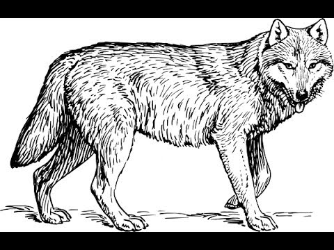 480x360 how to draw gray wolf pencil drawing step - Gray Wolf Drawing