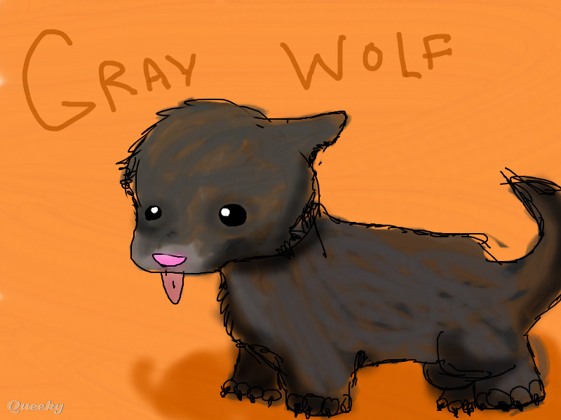 800x600 How To Draw A Grey Wolf - Gray Wolf Drawing