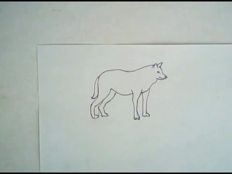 480x360 How To Draw A Mexican Wolf - Gray Wolf Drawing
