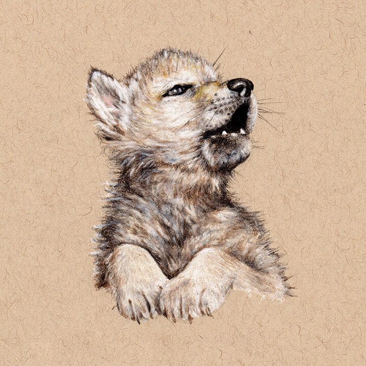 720x720 mexican gray wolf pup rambillo marketplace - Gray Wolf Drawing