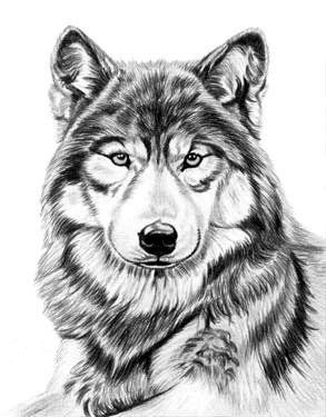 293x375 Drawing Pencil Charcoal Wolves - Gray Wolf Drawing