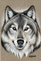 168x250 gray wolf drawing - Gray Wolf Drawing