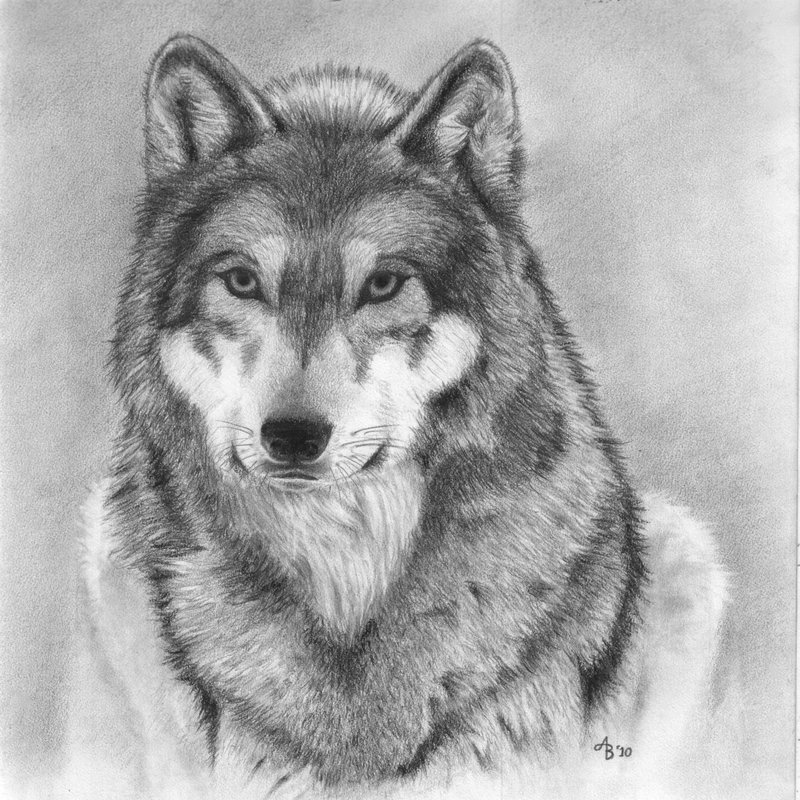 Gray Wolf Drawing at PaintingValley.com | Explore collection of Gray ...