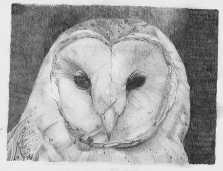 457x350 Owl Grayscale Drawing - Grayscale Drawing