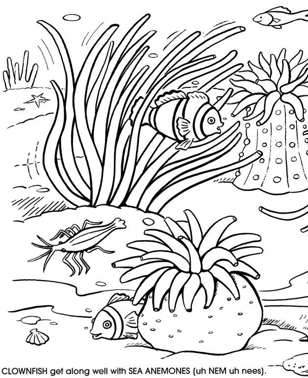 628x770 great barrier reef coloring pages - Great Barrier Reef Drawing