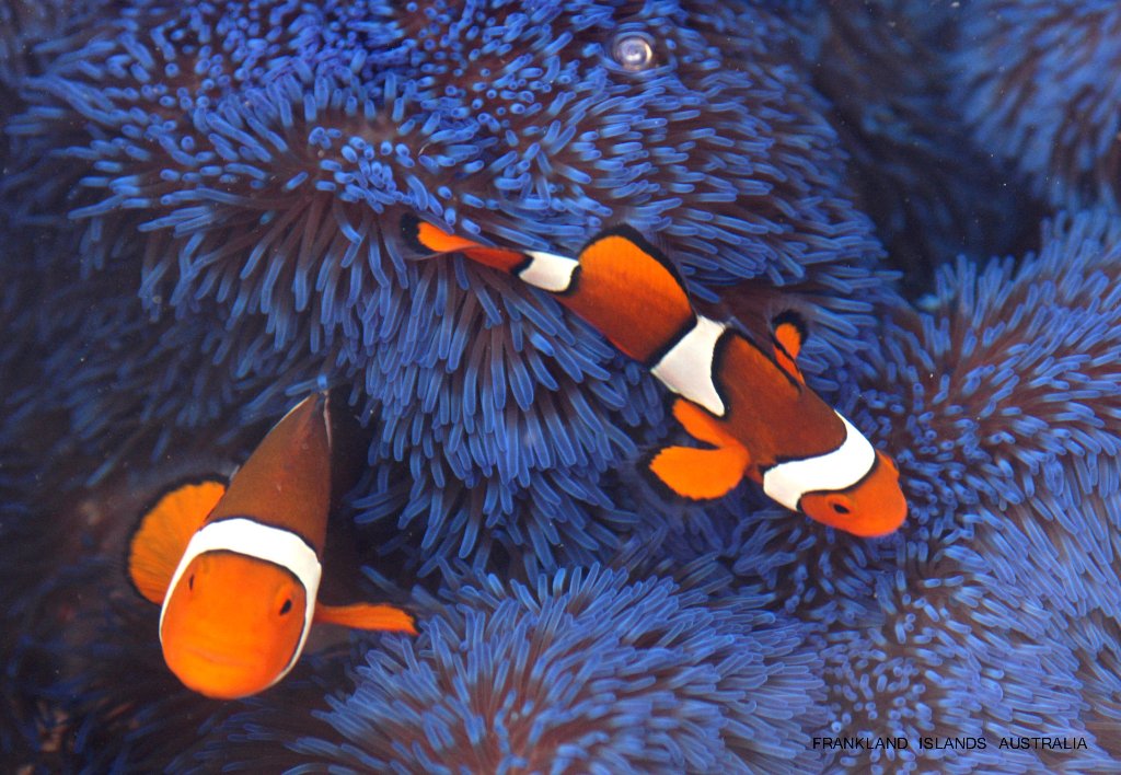 1024x708 port douglas great barrier reef - Great Barrier Reef Drawing