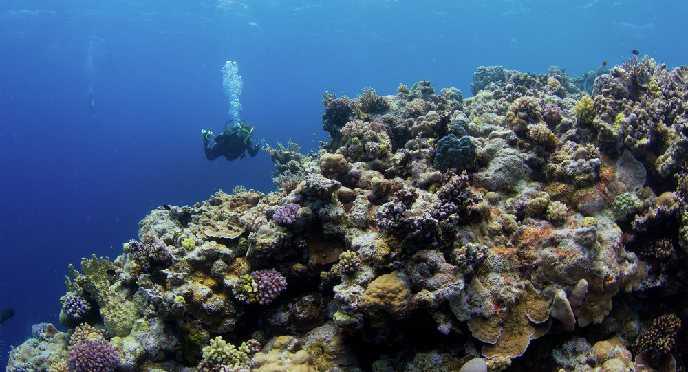 1000x541 rupert murdoch tweets about the great barrier reef draw - Great Barrier Reef Drawing